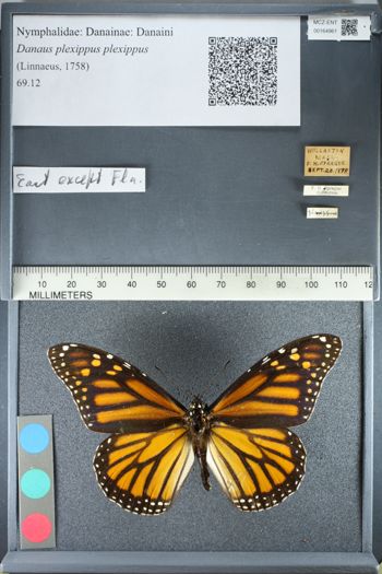Media type: image;   Entomology 164961